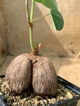 Load image into Gallery viewer, TYLOSEMA FASSOGLENSIS LIVE PLANT #0113 For Sale