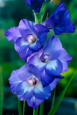 Gladiolus ( Blue Recon ) x3 Bulb-Tuber