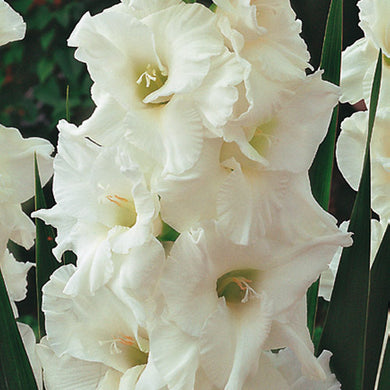 Gladiolus ( Pure White ) x3 Bulb-Tuber