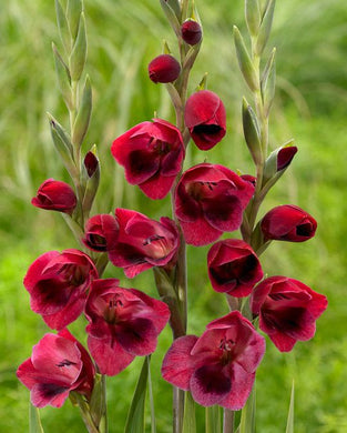 Gladiolus ( Ruby Mountain ) x3 Bulb-Tuber