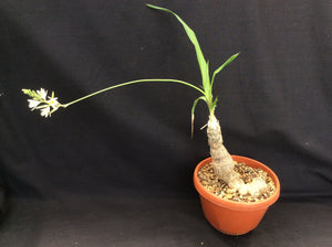 Chlorophytum suffruticosum (10 Seeds) Caudex