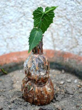 Indlæs billede til gallerivisning Cissus sicyoides (3 Seeds)
