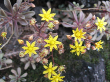 Indlæs billede til gallerivisning Aichryson dumosum (10 Seeds) Madeira Island