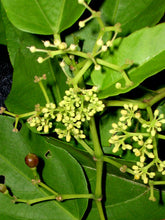 Indlæs billede til gallerivisning Cissus sicyoides (3 Seeds)