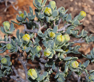 Othonna arbuscula (7 Seeds)