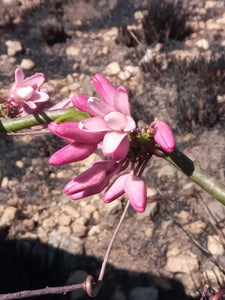 Adenia densiflora (5 Seeds) Caudex アデニア Madagascar