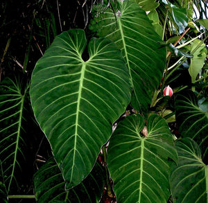 Philodendron gigas 10 seeds