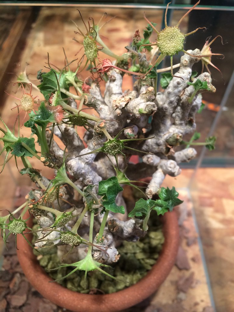 Dorstenia gypsophila (10 Seeds) Caudex Somalia – African Seeds