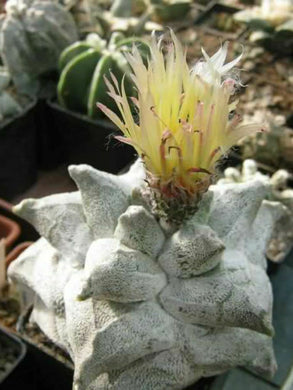 Astrophytum Coahuilense 'Hakuran' 4 Seeds Cacti Mexico