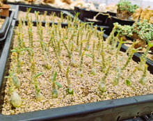 Load image into Gallery viewer, Dorstenia gigas f. bullata  5 Seeds Socotra (Rare)