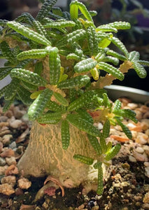 Dorstenia gigas f. bullata LIVE PLANT #99563
