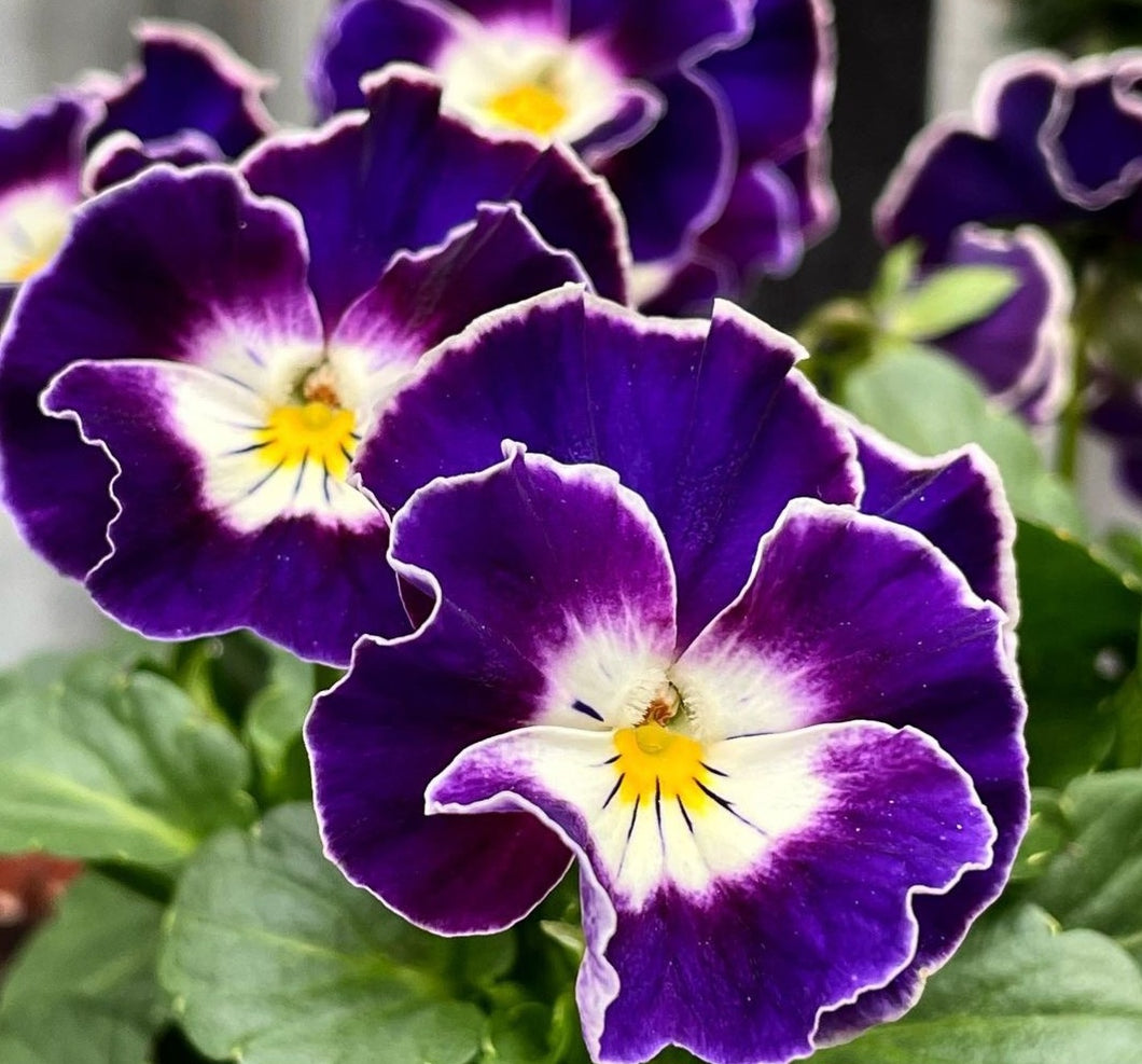 Pansy Event 50 Flowers Seeds