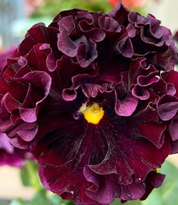 Pansy Rising Moon 50 Flowers Seeds