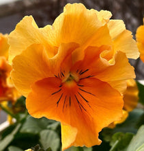 Load image into Gallery viewer, Pansy Nessy 50 Flowers Seeds