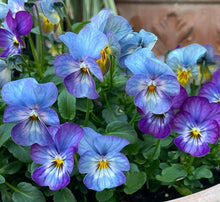 Load image into Gallery viewer, Pansy Vulcano 50 Flowers Seeds