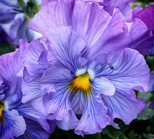 Load image into Gallery viewer, Pansy Rubrum 50 Flowers Seeds