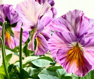 Pansy Priscilla 50 Flowers Seeds