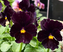 Load image into Gallery viewer, Pansy Chocolate 50 Flowers Seeds