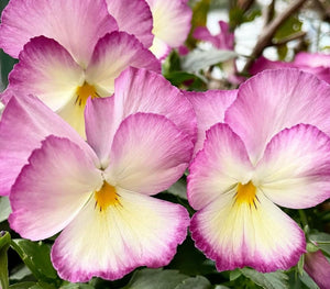Pansy Candy Morning 50 Flowers Seeds