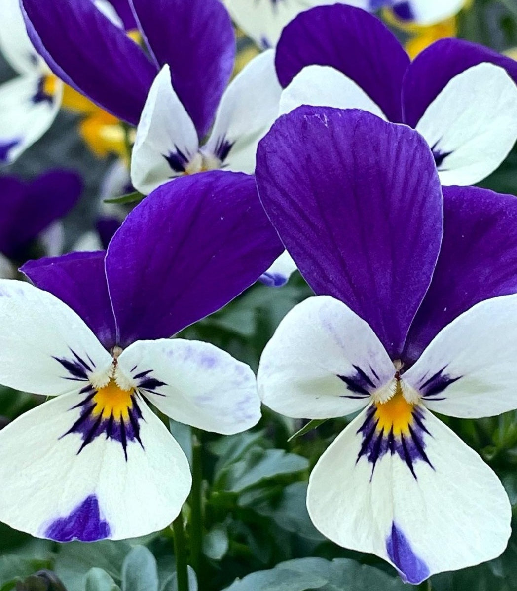 Pansy Duo 50 Flowers Seeds