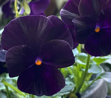 Load image into Gallery viewer, Pansy Night 50 Flowers Seeds