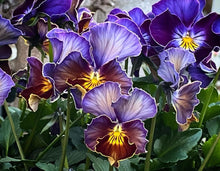 Load image into Gallery viewer, Pansy Colorete 50 Flowers Seeds