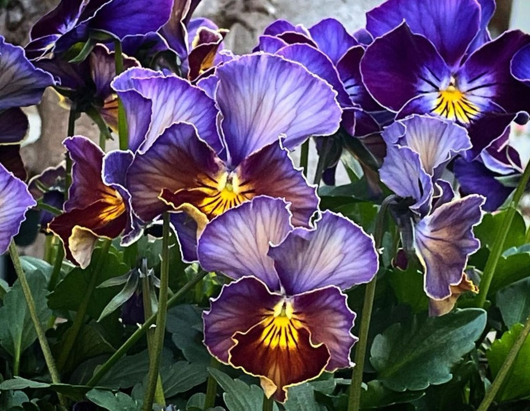 Pansy Colorete 50 Flowers Seeds