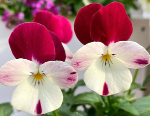 Pansy Happy 50 Flowers Seeds