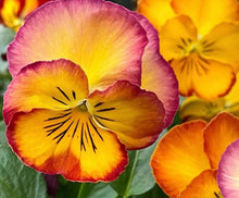 Load image into Gallery viewer, Pansy Scheherazade 50 Flowers Seeds