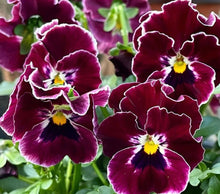 Load image into Gallery viewer, Pansy Victoria 50 Flowers Seeds