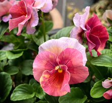 Load image into Gallery viewer, Pansy Stargazer 50 Flowers Seeds