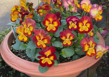 Load image into Gallery viewer, Pansy Sapporo 50 Flowers Seeds