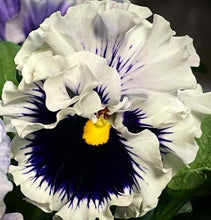 Load image into Gallery viewer, Pansy Circus 50 Flowers Seeds