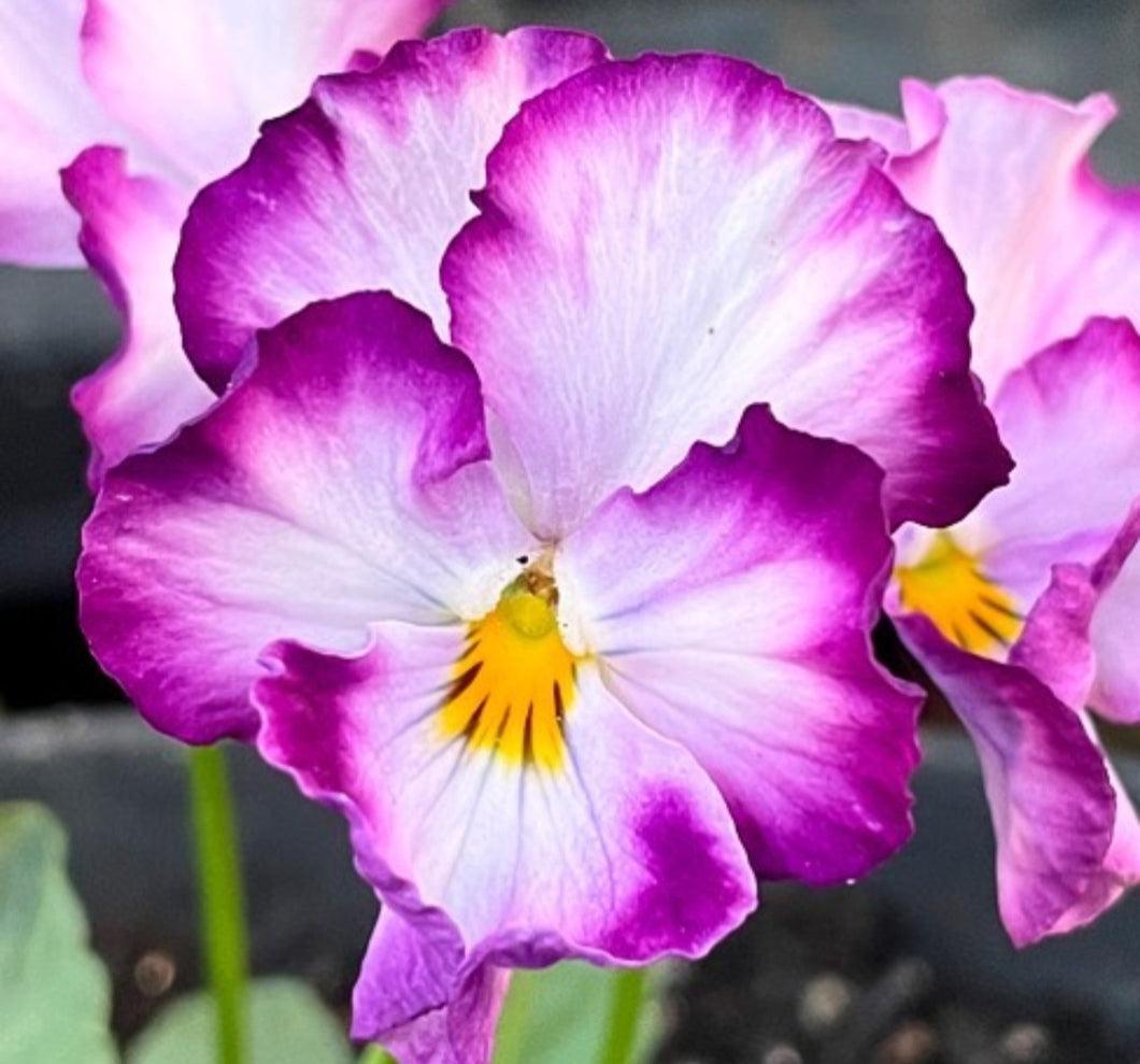 Pansy Electro 50 Flowers Seeds