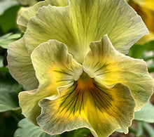 Load image into Gallery viewer, Pansy Dolce 50 Flowers Seeds