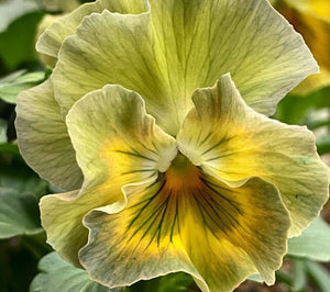 Pansy Dolce 50 Flowers Seeds