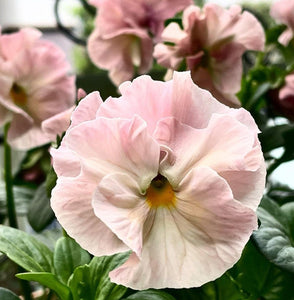 Pansy Regale 50 Flowers Seeds
