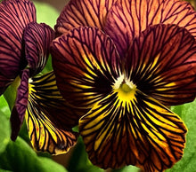 Load image into Gallery viewer, Pansy Alberta 50 Flowers Seeds