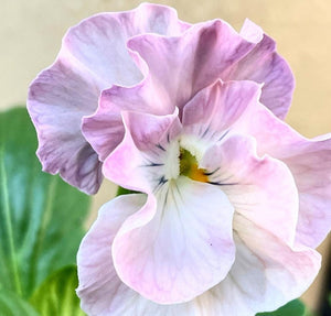 Pansy Oasis 50 Flowers Seeds
