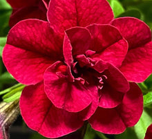 将图片加载到图库查看器，Calibrachoa Rosette 50 Flowers Seeds