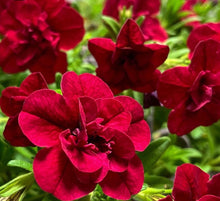 Load image into Gallery viewer, Calibrachoa Rosette 50 Flowers Seeds