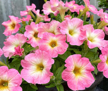 Load image into Gallery viewer, Petunia Cancun 100 Flowers Seeds