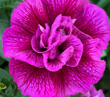 Load image into Gallery viewer, Petunia Glamour 100 Flowers Seeds