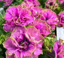 Load image into Gallery viewer, Petunia Double Africana 100 Flowers Seeds