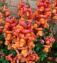 Load image into Gallery viewer, Snapdragon &quot; Potomac&quot; 50 Pcs Flowers Seeds