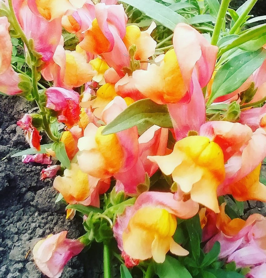 Hot Lady Snapdragon 50 Pcs  Flowers Seeds