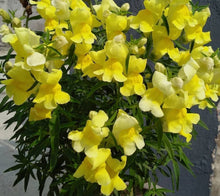 Load image into Gallery viewer, Snapdragon Rocket Yellow 50 Pcs  Flowers Seeds