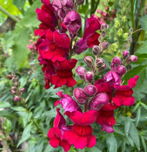 Load image into Gallery viewer, Snapdragon Ruby 50 Pcs Flowers Seeds