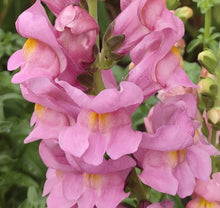 Load image into Gallery viewer, Snapdragon 50 Pcs Flowers Seeds - Twinny Rose