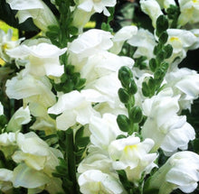 Load image into Gallery viewer, Snapdragon &quot; Mery &quot; 50 Pcs Flowers Seeds